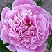 Peony 