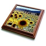Flowers - Sunflowers - Trivets