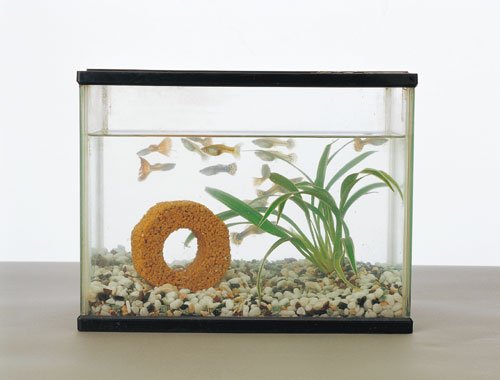 バイオミニブロック　淡水魚・海水魚どちらでも使用できますただ水槽に入れるだけで水替えせず長期間熱帯魚・観賞魚ファン必見