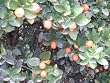 Semi Dwarf Fukushu Kumquat Tree Five Gallon
