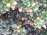 Semi Dwarf Fukushu Kumquat Tree Five Gallon