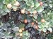 Fukushu Kumquat Tree, Five Gallon Container
