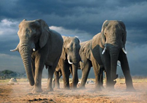 1art1 Empire 205025 Elefanten - African Elephants - Plakat Poster Druck - 91.5 x 61 cm