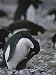 An Adelie Penguin Regurgitates Krill for its Chick Photographic Poster Print, 18x24