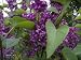 Edelflieder 'Charles Joly', Syringa vulgaris, 'Charles Joly', im Topf 40-60 cm