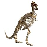 Trex Bones - 01 - 18