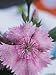 All Products : Close-Up of Droplets of Dew on Blossoming Pink Flower in Nature Photographic Poster Print, 18x24