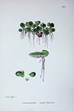 Greater Duckweed Sowerby Plants C1902 Lemna Polyrrhiza