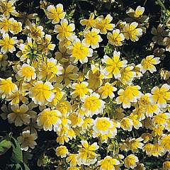 Poached Egg plant – Limnanthes douglasii – 30 seeds