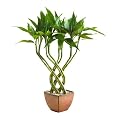 Triple Braided Lucky Bamboo