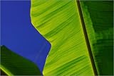 canvas Banana leaf, Baie Ste Anne. in size: 100 x 70 cm by K. Blackwell