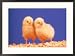 2 Day Old Hy-Line White Leghorn Layer Chicks Art Styles Framed Photographic Poster Pr...