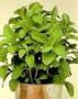 Sugar Plant Herb 15 Seeds-0 Calories - Stevia