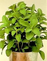 Sugar Plant Herb 15 Seeds