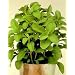 Sugar Plant Herb 15 Seeds