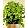 Sugar Plant Herb 15 Seeds