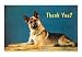 Thank You, Quizzical German Shepherd Humor Art Poster Print, 18x13