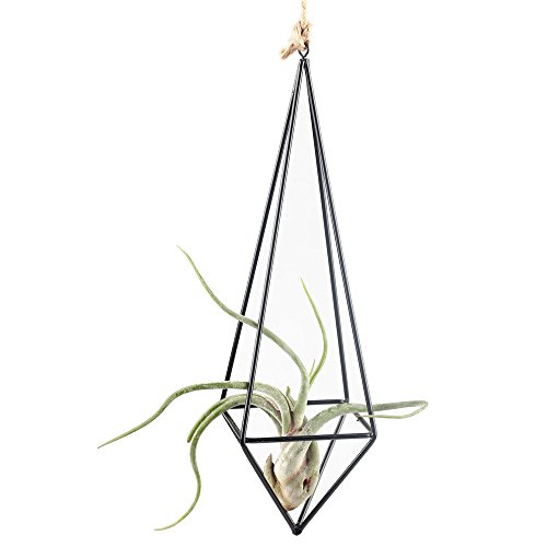 Rustic Style Freestanding Hanging Metal Tillandsia Air Plant Rack Holder Black 10 inches Height Quadrilateral Pyramid Shape Geometric