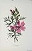 Musk Mallow Wild Flower Antique Print C1883 Editorial