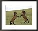 Mustang / Wild Horse, Two Stallions Fighting, Montana, USA Pryor Mountains Hma Animals Framed Art Poster Print by Carol Walker, 22x18