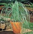 Lemon Grass Plant - Must Have Herb! - Cymbopogon - 4