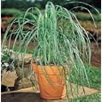 Lemon Grass Plant - Must Have Herb! - Cymbopogon -SALE*