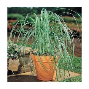Lemongrass+plant