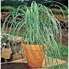 Lemon Grass Plant - Must Have Herb! - Cymbopogon - 4" Pot
