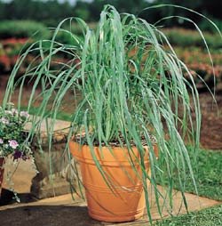 when to plant grass seed