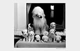 Sheep Dog and Pups Art Poster Print, 17x11
