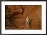 A mountain lion pauses atop a rock Animals Framed Art Poster Print by Norbert Rosing, 29x21