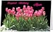 Birthday Mom Mother Flowers Greeting Card (5x7) by QuickieCards. Always Fast FREE Shipping