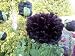 POPPY - PAPAVER SOMNIFERUM - BLACK PEONY - 50 SEEDS