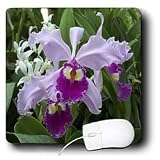Flowers - Orchid - Mouse Pads