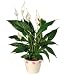 Peace Lily Plant