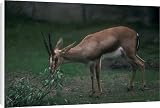 Canvas Print of Cuvier s Gazelle aka Edmi (Gazella gazella cuvieri) Morocco, Tunsia a from Animals Animals