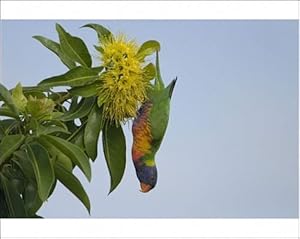 Rainbow Lorikeet feeding Photographic Prints