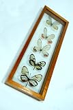 Framed Glasswing Butterfly Art Collection in Classic Wood Frame
