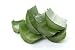 Aloe Vera - 24