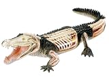 Revell X-Ray Crocodile Anatomy ModelsIMAGE