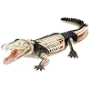 Revell X-Ray Crocodile Anatomy Models
