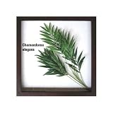 �ԥ꡼�եѥͥ��Chamaedorea elegans(�ơ��֥�䥷)