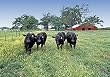 Cows in Southern Pasture Photograph - Beautiful 16x20-inch Photographic Print by Carol M. Highsmith