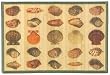 Laser Printed Split Bamboo Sea Shells Placemat 18" x 12" Set / 6