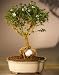 Bonsai Boy's Flowering Mount Fuji Serissa - With Golf Ball serissa foetida