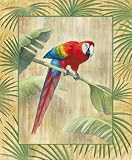 4 Macaw Art Prints Wild Parrot Poster Parrot Picture