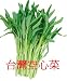 Oriental Ong Choy Water Spinach Morning Glory 40 seeds
