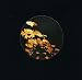 Tony Lionni-Golden [Vinyl]