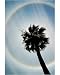 10x8 Photograph (25x20cm) Sun halo by Science Photo Library