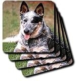 Dogs Australian Cattle - Australian Cattle Dog - Coasters
